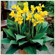 Yellow Canna Lily Flower Seeds Heirloom Non GMO High Germination Organic Garden Seeds for Colorful Seeds for Planting He