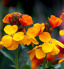 Orange Erysimum Flower Seeds Heirloom Non GMO High Germination Organic Garden Colorful for Planting
