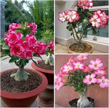 Pink Adenium Flower Seeds