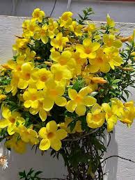 Yellow Allamanda Flowers Heirloom Non GMO High Germination Organic Garden for Colorful for Planting Heirloom Non-GMO