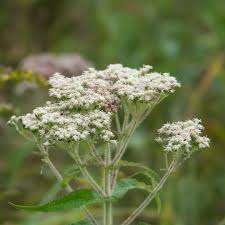 White Eupatorium Perfoliatum Flower Seeds - Heirloom Non GMO High Germination Flower Seeds for Home Garden Planting