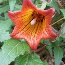 Orange Canarina Canariensis Flower Seeds