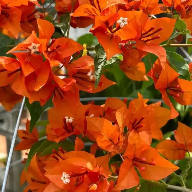 Pink Bougainvillea Flower Seeds for Gardening Rare Blooming Plants for Balcony and Outdoor Gardens - Heirloom Non GMO Pr