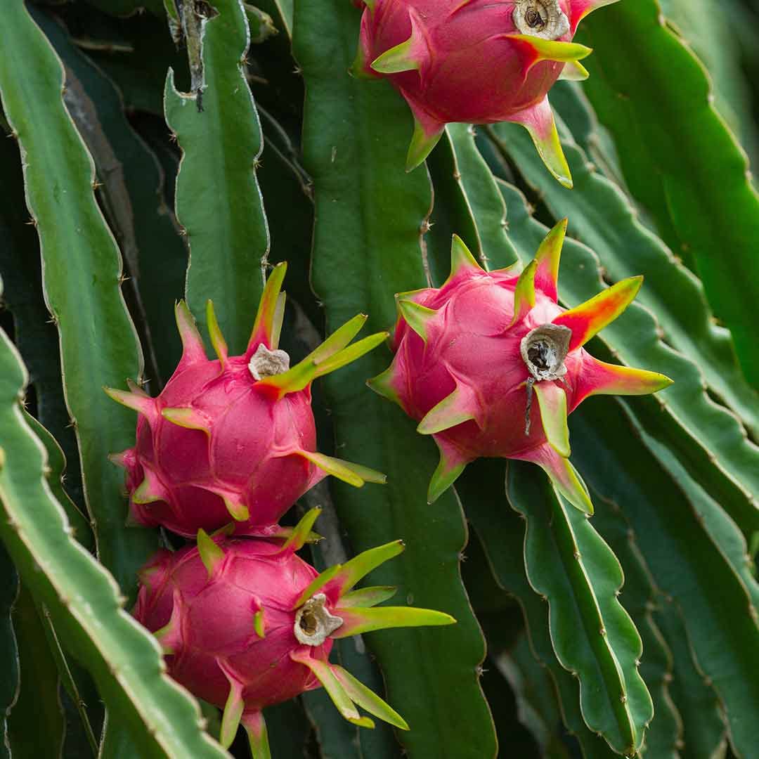 dragon fruit hylocereus undatus purple great seeds
