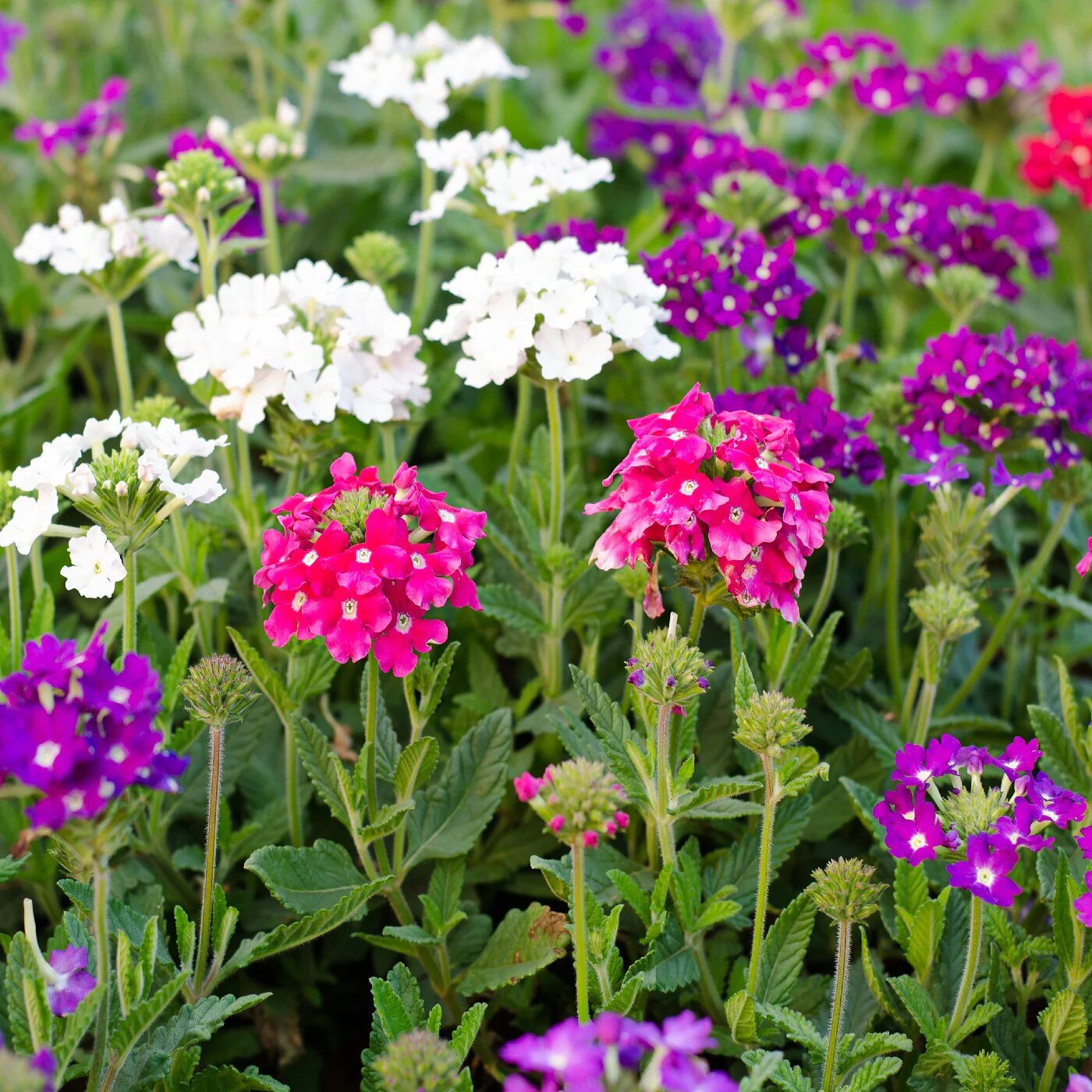 Verbena Flower Seeds