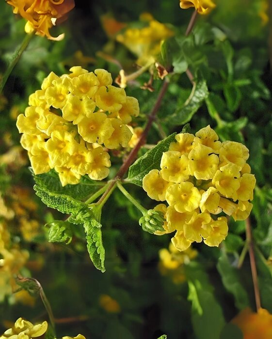 Yellow Lantana Flower Seeds