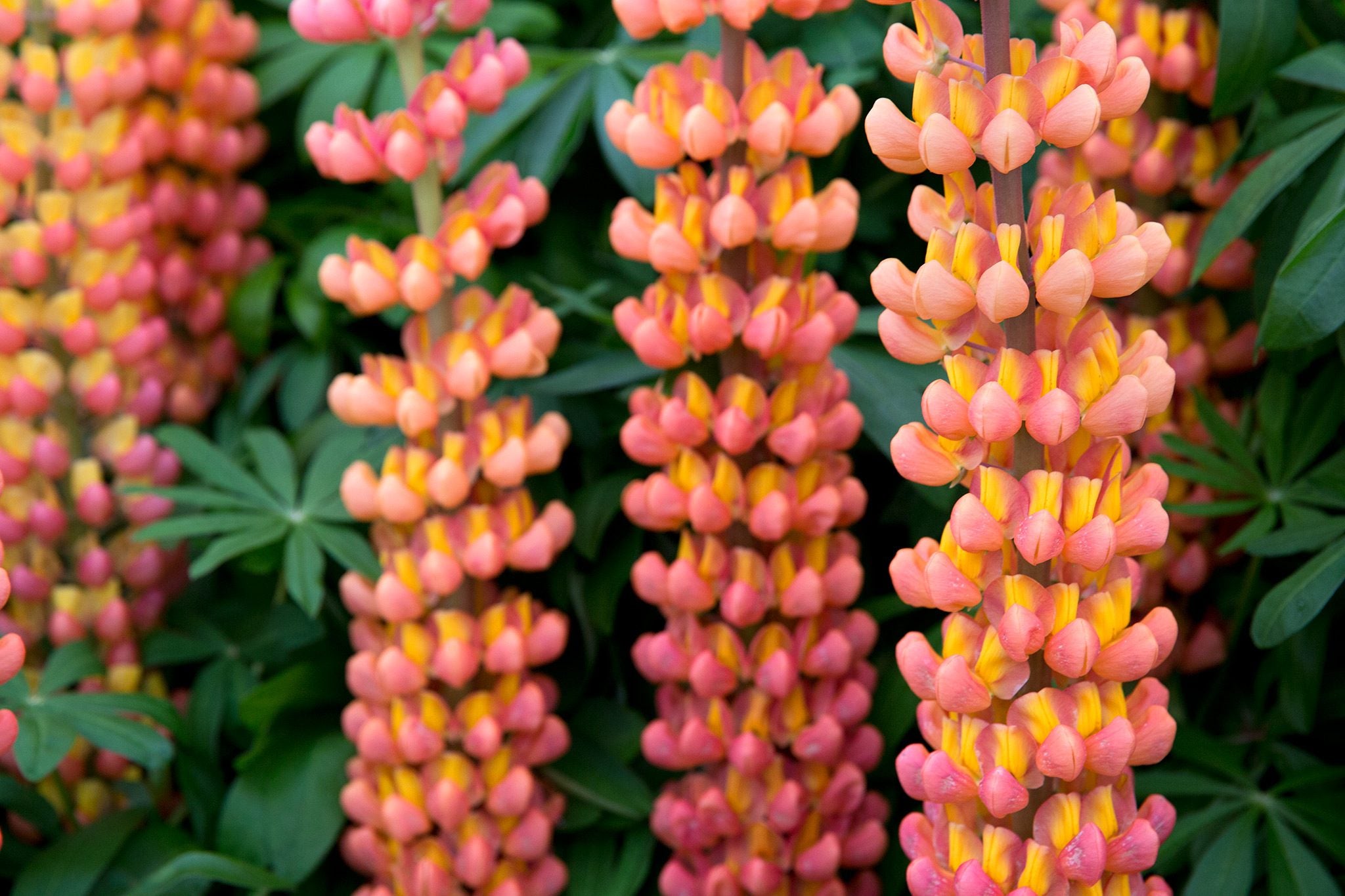 Orange Lupine Flower Seeds Rare Blooming Plants for Balcony and Patio Gardens