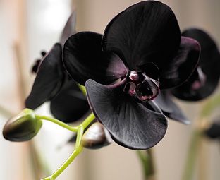 Black phalaenopsis Orchid Flower Seeds - Heirloom Non GMO Premium Garden Seeds for Planting