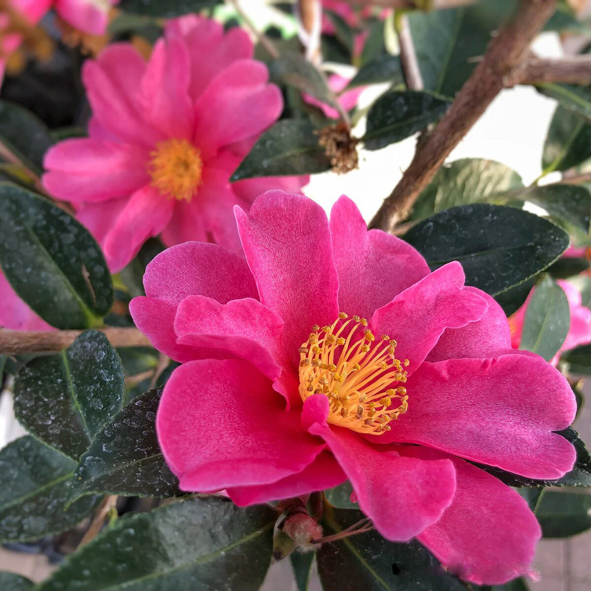 Dark Pink Camellia Flower Seeds