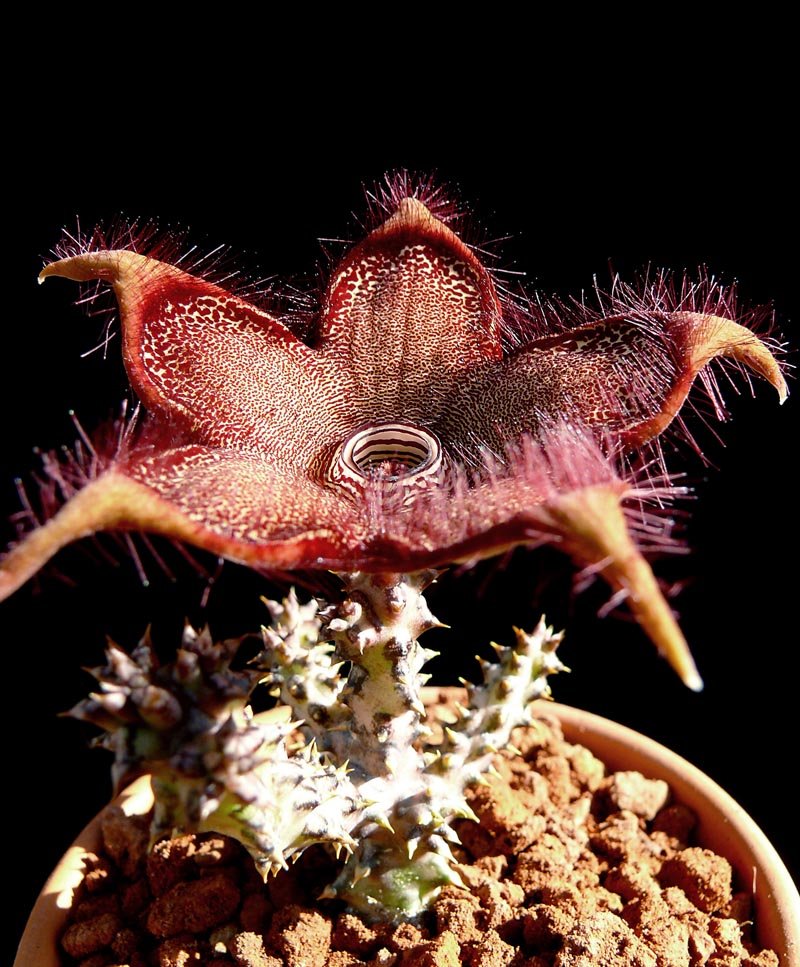 Edithcolea Grandis Flower Seeds – Rare Blooming Plants - Heirloom Non GMO High Germination Garden Seeds for Planting