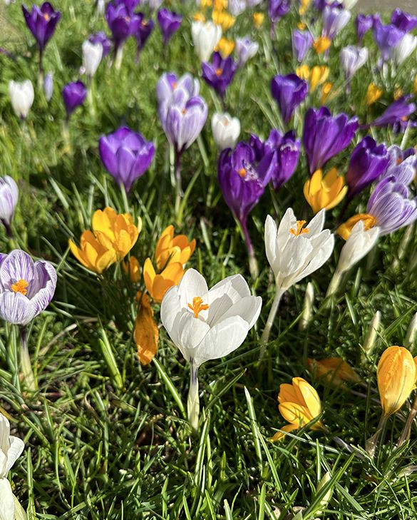 Mixed Saffron Flower Seeds - Heirloom Non GMO High Germination Garden Planting Seeds