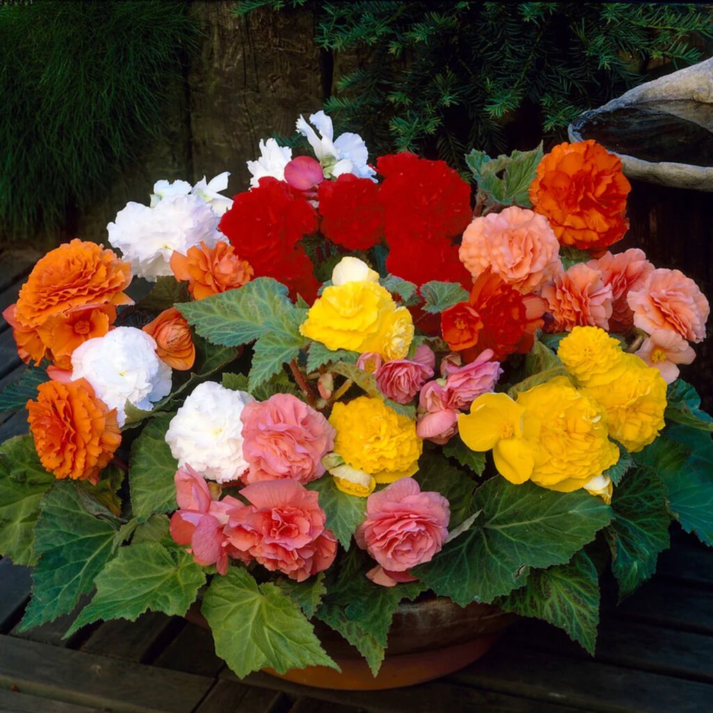 Double Begonia Flower Seeds