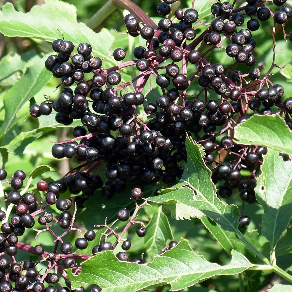 elderberry sambucus nigra fruit suitable edible seeds