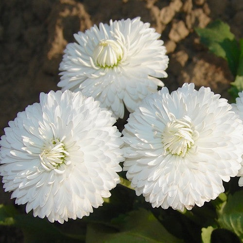 White Double Daisy Flower Seeds - Heirloom Non GMO High Germination Flower Seeds for Home Garden Planting