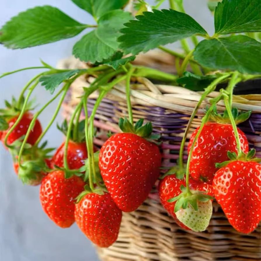 eversweet strawberry sweet and hardy everbearing seeds