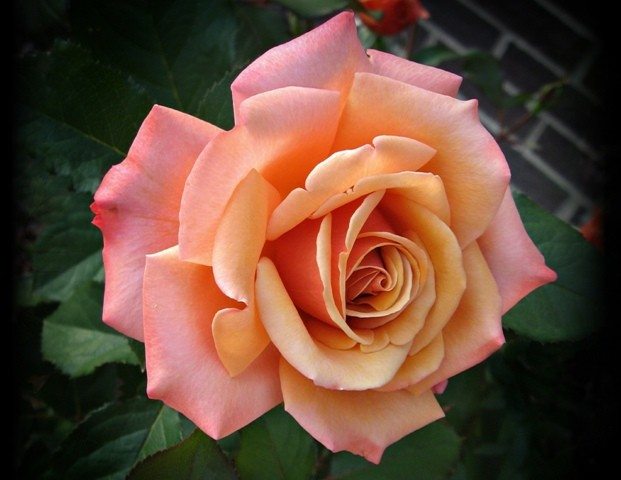 Floribunda Rose Flower Seeds