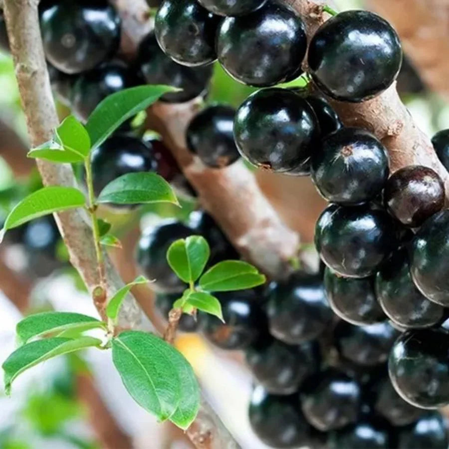 brazilian grape tree jabuticaba bonsai fruit seeds