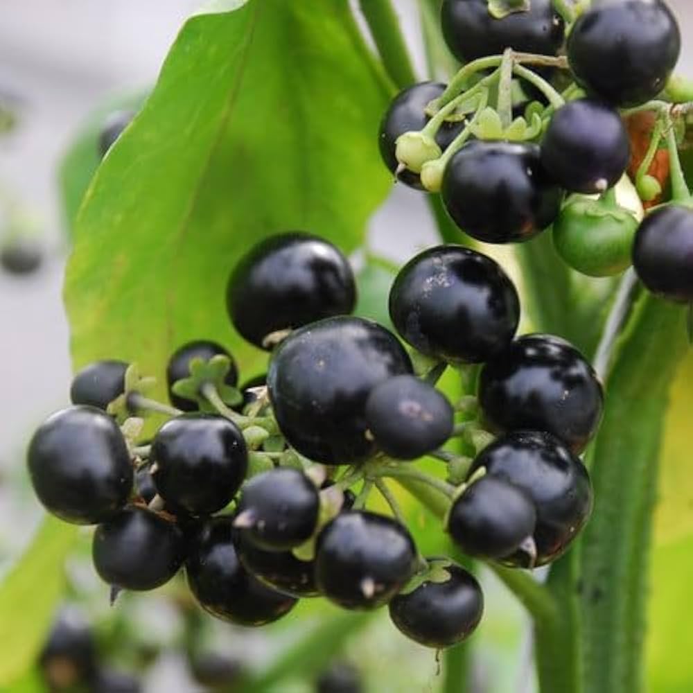 solstice huckleberry or flower high organic Fruit Seeds organic garden seeds