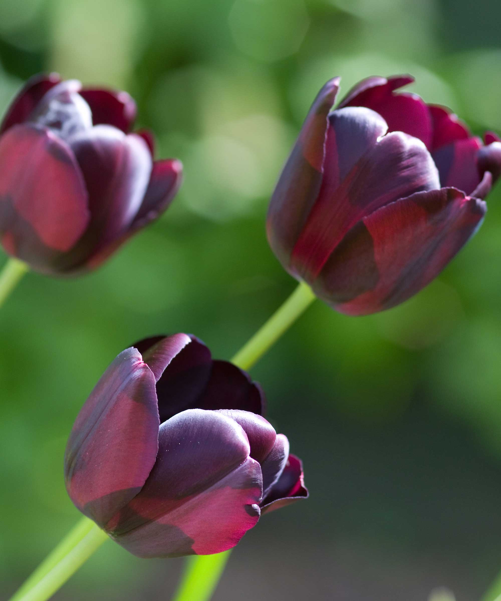 Burgundy Tulip Flower Seeds