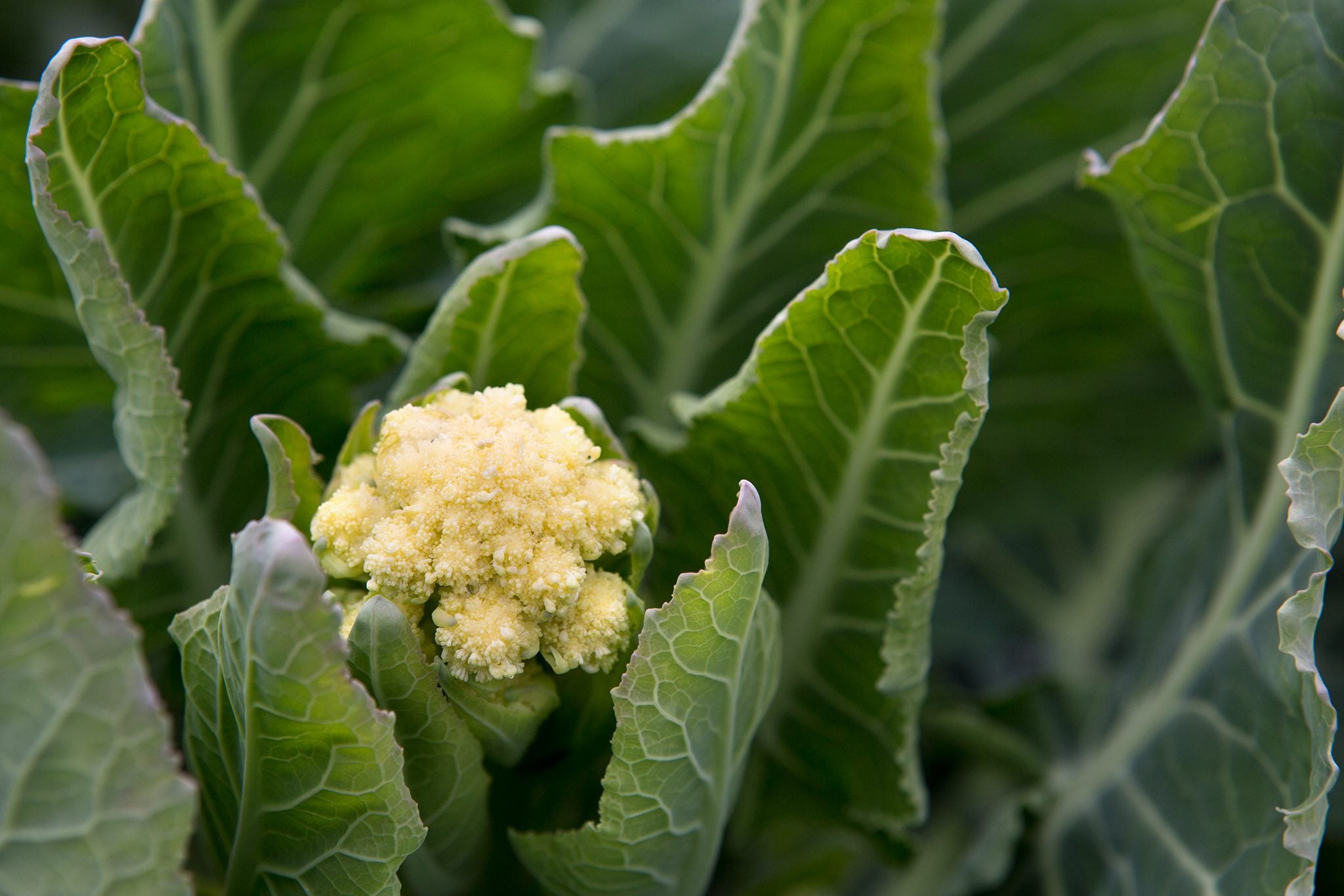 Broccoli Vegetable Seeds White Vegetable Seeds for Home Gardening, Healthy Culinary Garden Variety Heirloom, Non-GMO for Home Garden Planting