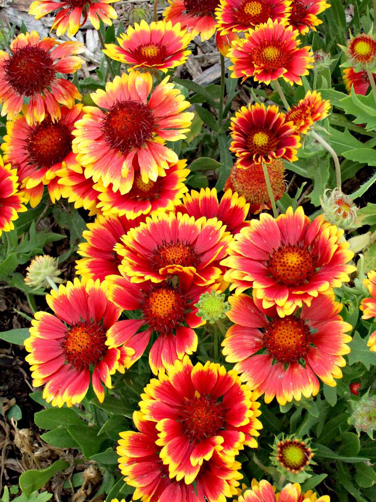 Bleeding - Heirloom Non GMO Premium Garden Seeds for Planting
