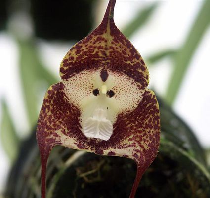 Brown Monkey Face Orchid Flower Seeds – Premium Floral Seeds for Decorative Home Landscaping | Seeds for Planting, Heirloom, Non-GMO, High Germination Organic Garden Seeds