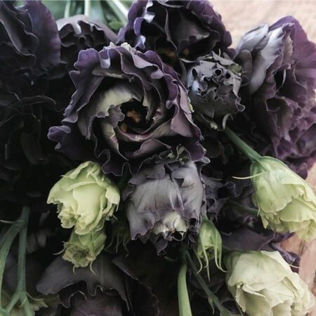 Black lisianthus Flower Seeds