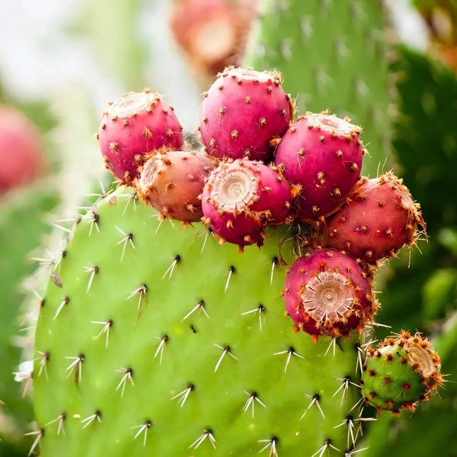 fig cactus opuntia ficus indica fruit seeds