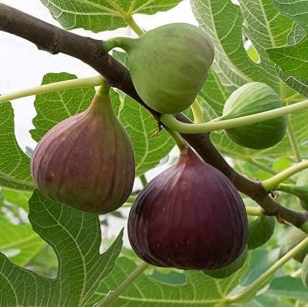 fig ficus carica fruit in indoor seeds