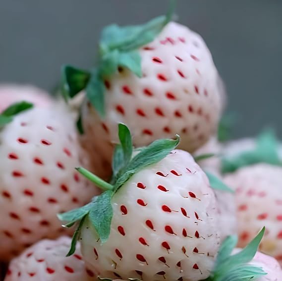 fragissimo vanilla strawberry fragrant variety Fruit seeds