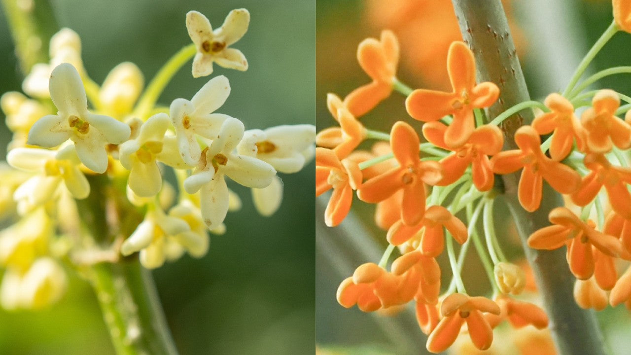 Mixed Osmanthus Flower Seeds – Heirloom Non GMO High Germination Seeds