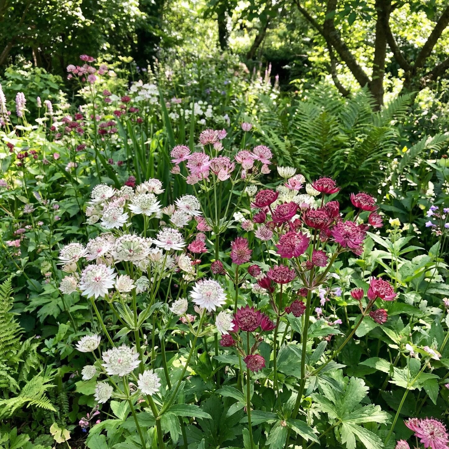 Mixed Astrantia Flower Seeds
