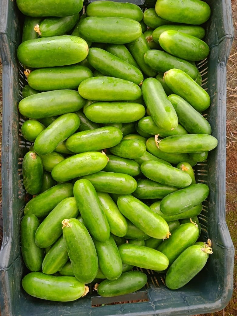 Green Mini Cucumber Plant Seeds Vegetable Seeds Heirloom, Non-GMO for Home Garden Planting