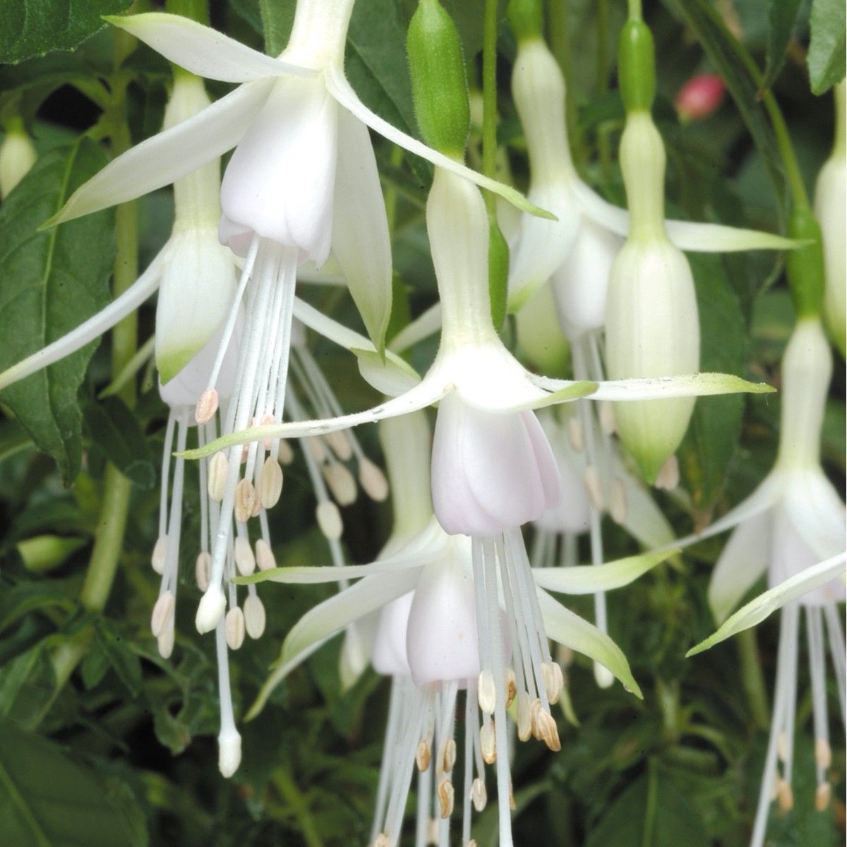 Red Fuchsia Flower Seeds - Heirloom Non GMO High Germination Garden Seeds
