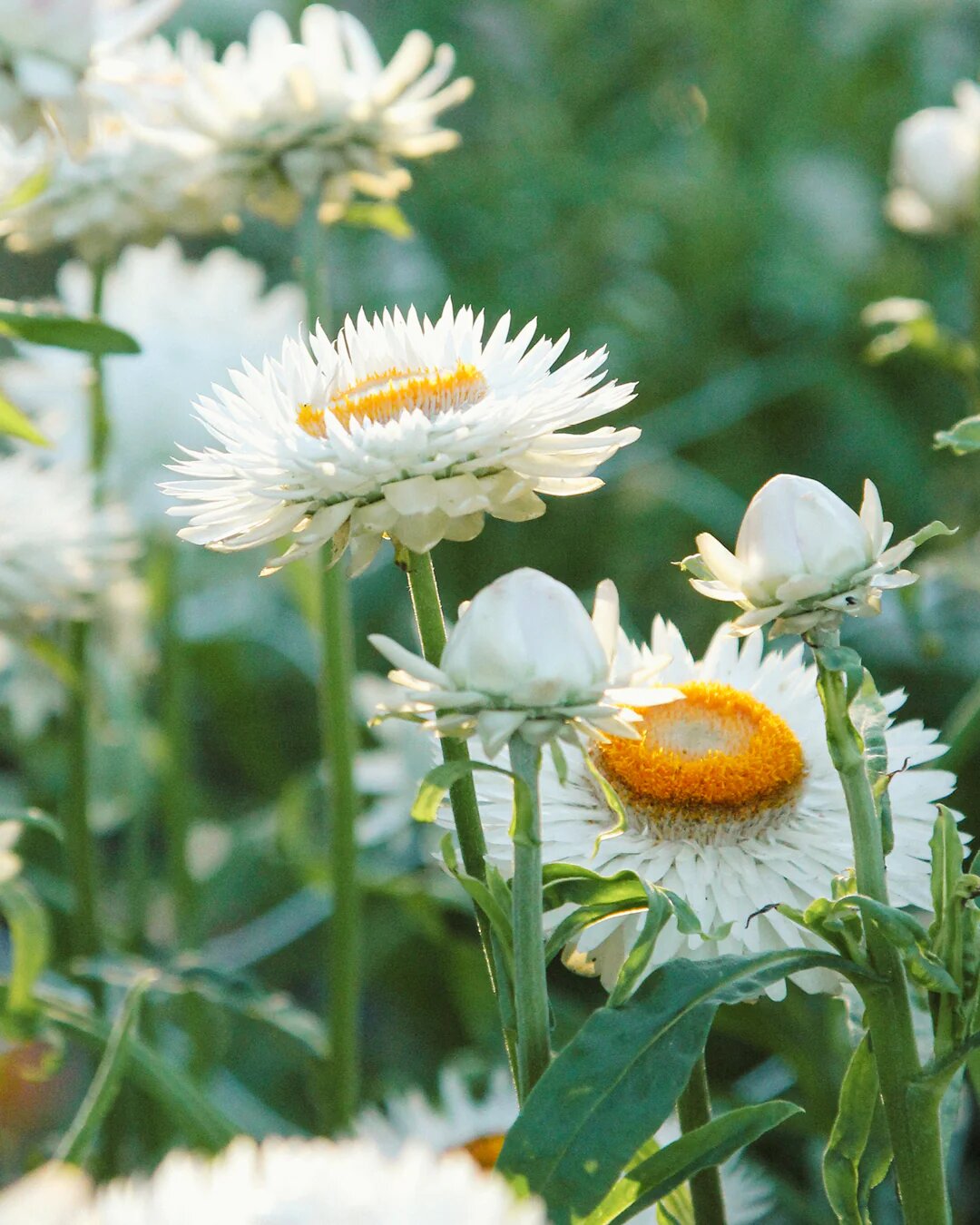 White Helichrysum Flower Seeds Easy Grow Blossoms Home Garden Decoration Colorful Landscape - Heirloom Non GMO Premium G