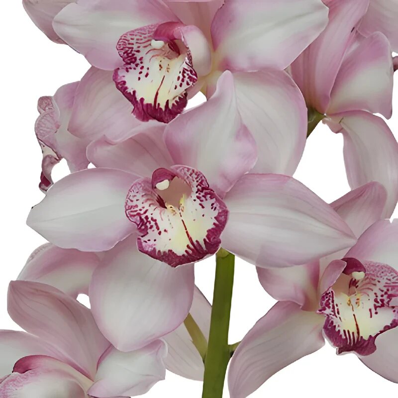 Light Pink Cymbidium Flower Seeds | Heirloom, Non-GMO, High Germination Seeds - Heirloom Non GMO Premium Garden Seeds fo