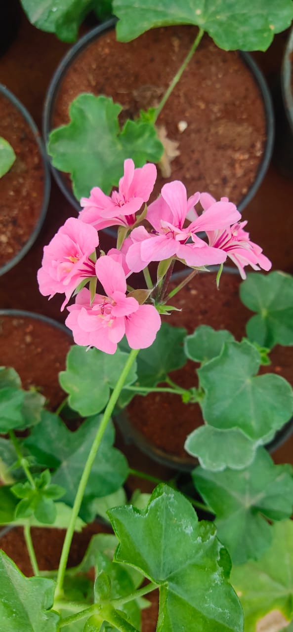 Pink Geranium Flower Seeds – Exotic Flowering Plants for Vibrant Backyard Beauty
