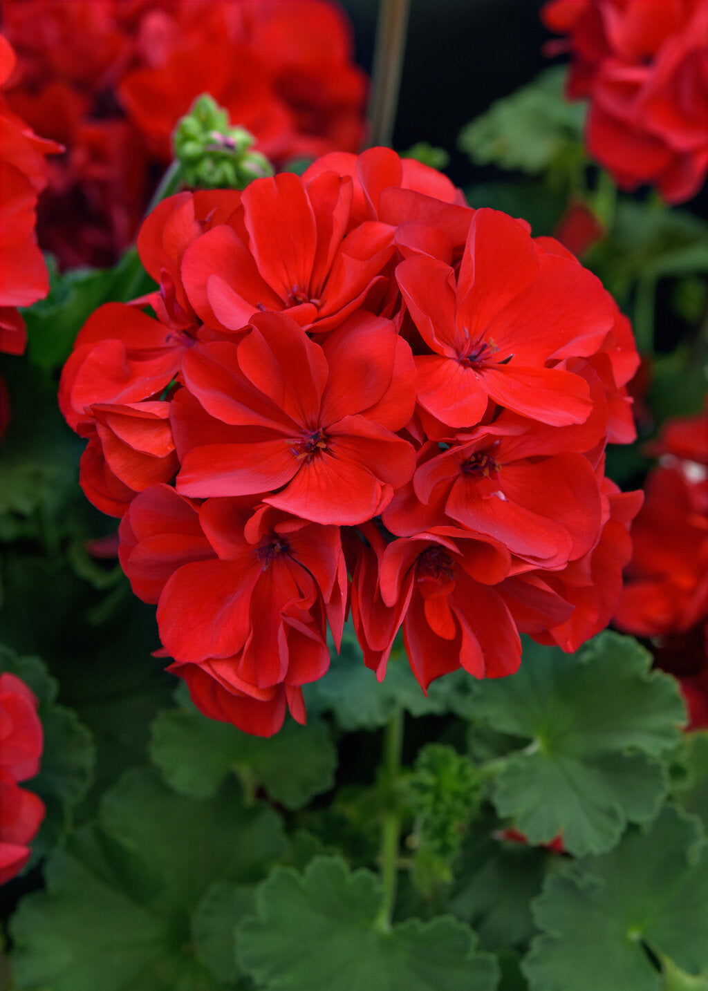 Red Deep Scarlet Flower Seeds - Heirloom Non GMO High Germination Premium Garden Seeds for Planting
