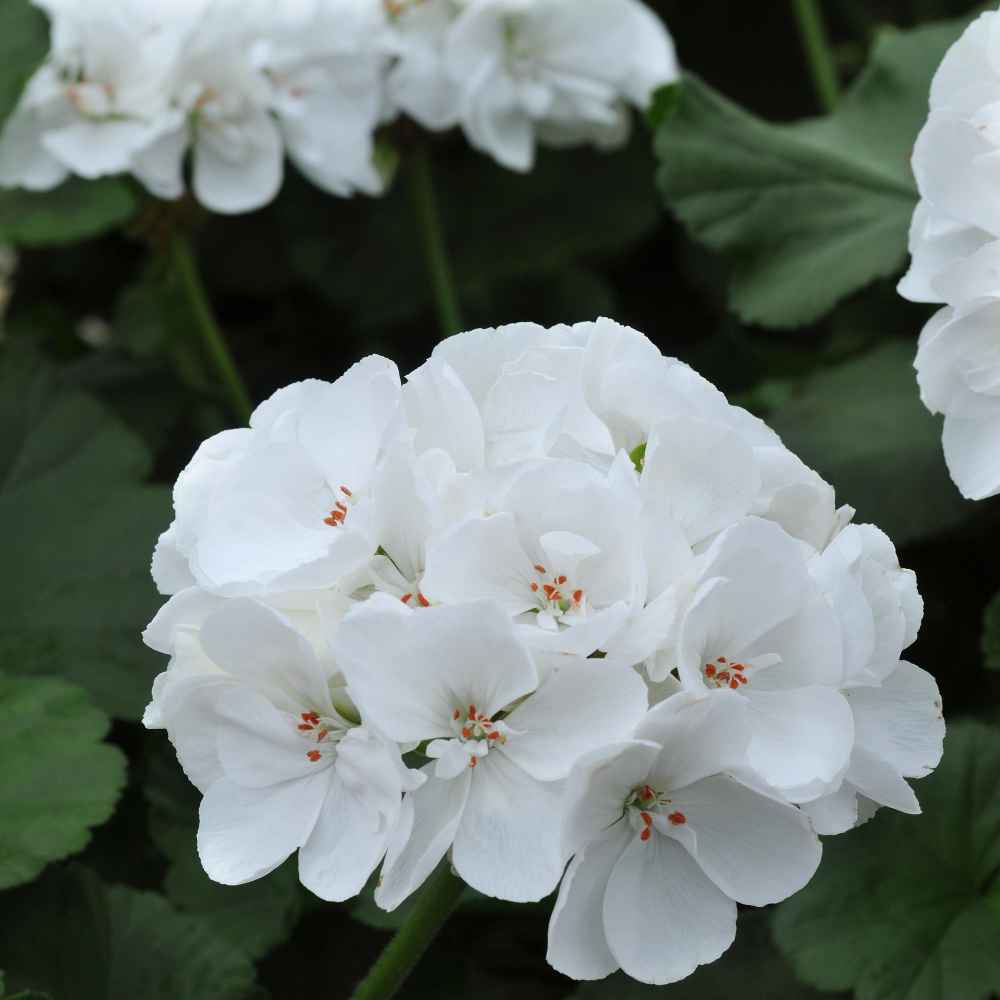 Mixed Boliviensis Flower Seeds - Heirloom Non GMO Premium Garden Seeds for Planting