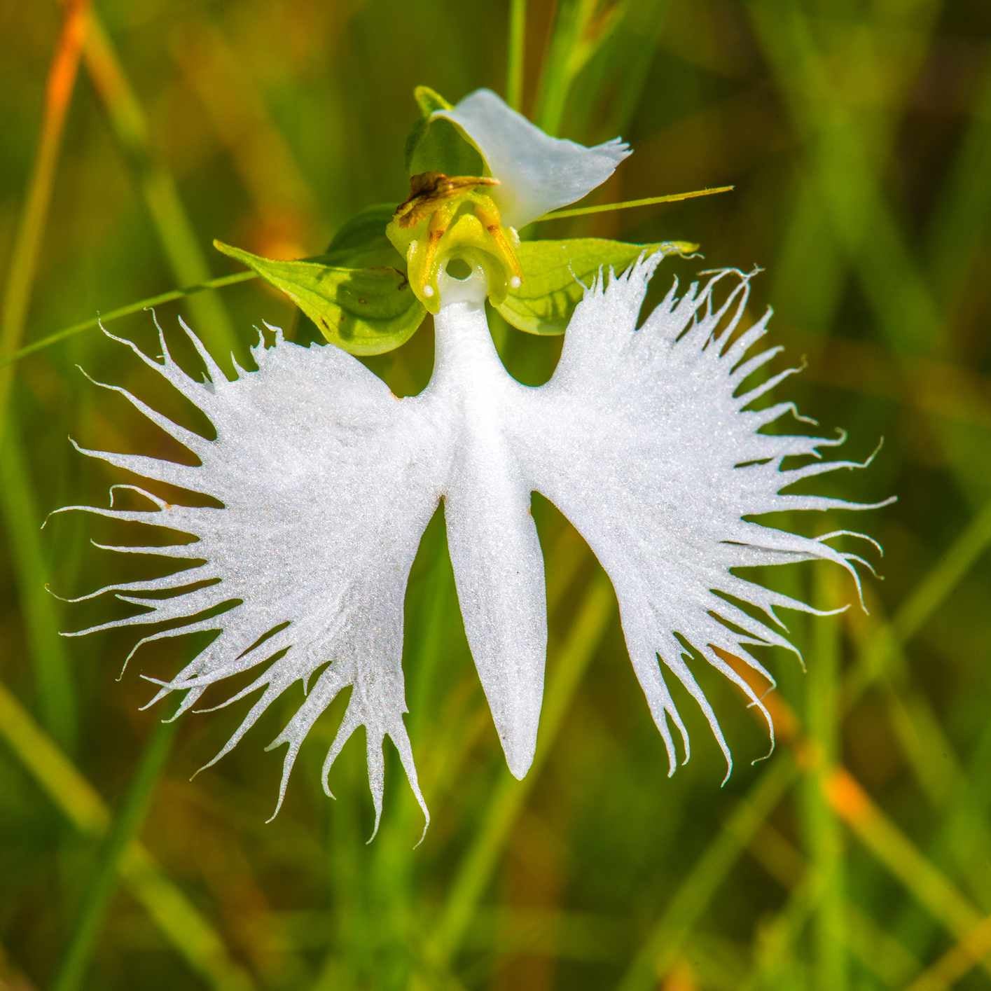 White Egret Orchid Plant Seeds - Heirloom Non GMO High Germination Flower Seeds for Home Garden Planting