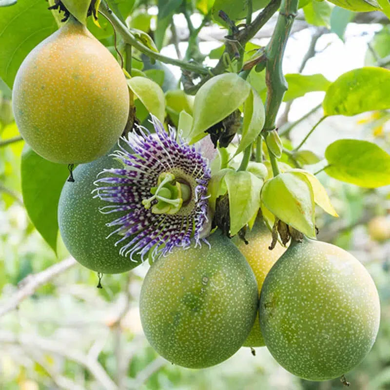 giant granadilla passiflora quadrangularis fruit tropical seeds