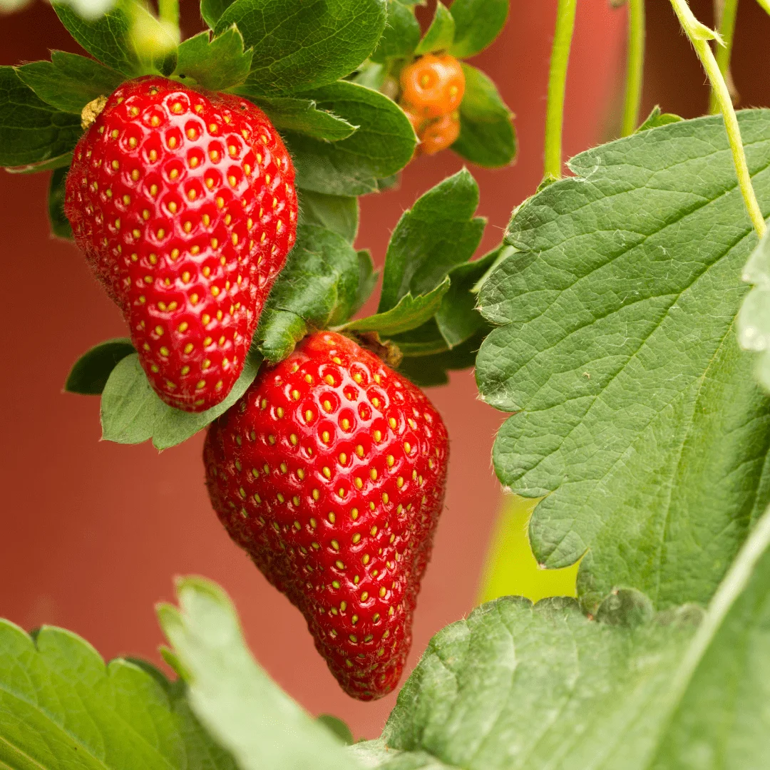 fragaria ananassa giant strawberry in beds seeds