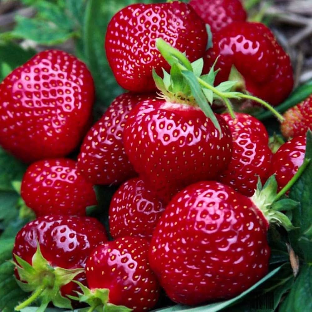 giant strawberry fragaria x ananassa fruit seeds