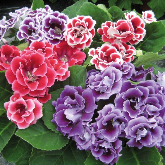 Green Lisianthus Flower Seeds - Heirloom Non GMO High Germination Garden Seeds