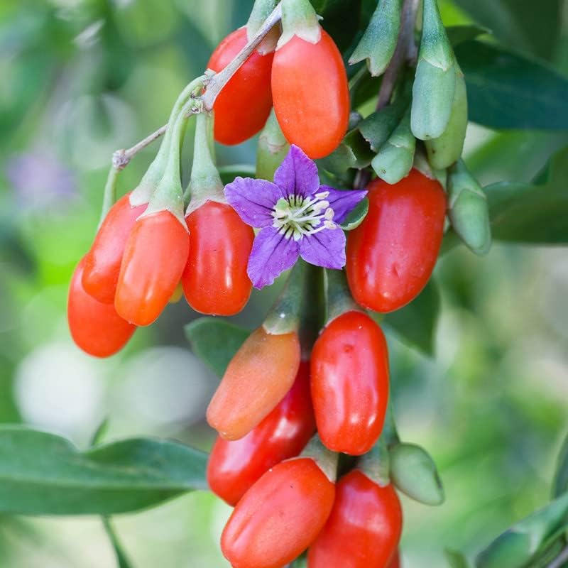 goji berry and variety Fruit seeds