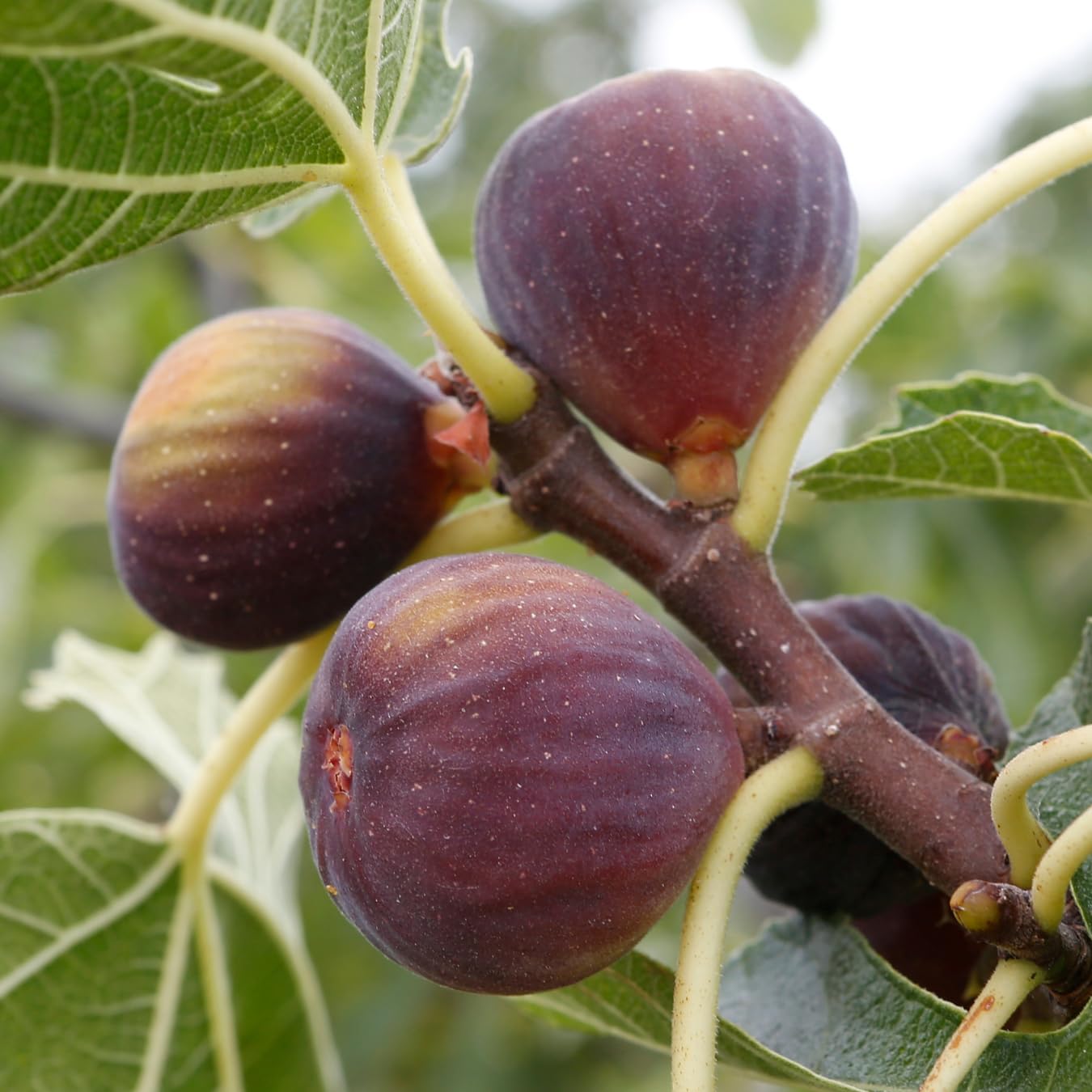 golden fig ficus carica sweet figs seeds