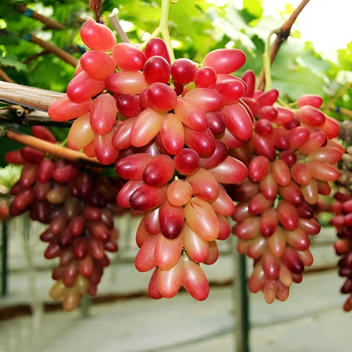 Grape Red Green Color Variety Fruit Seeds