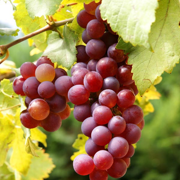 Grape Dark Pink Color Variety Fruit Seeds