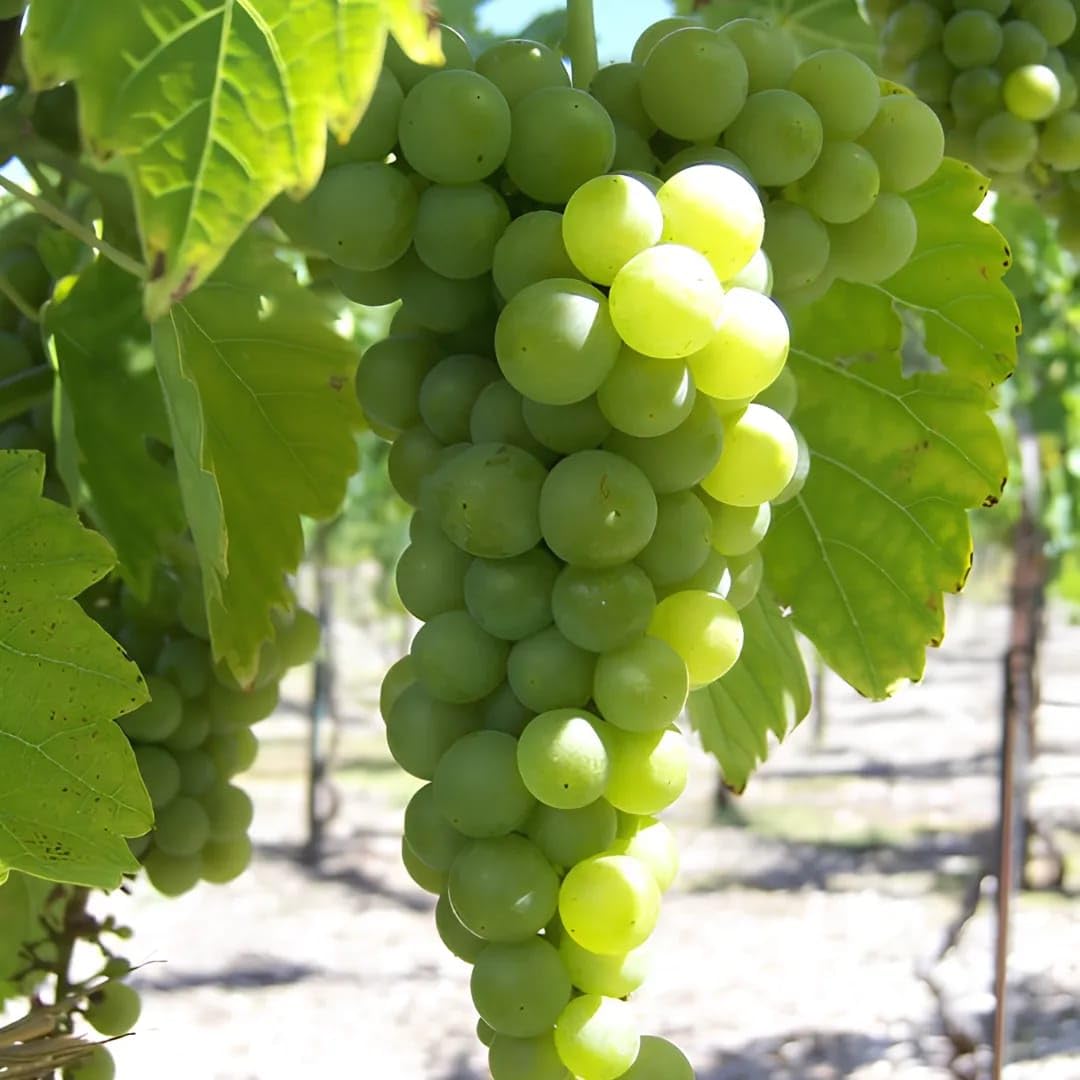 Grape Light Green Color Variety Fruit Seeds