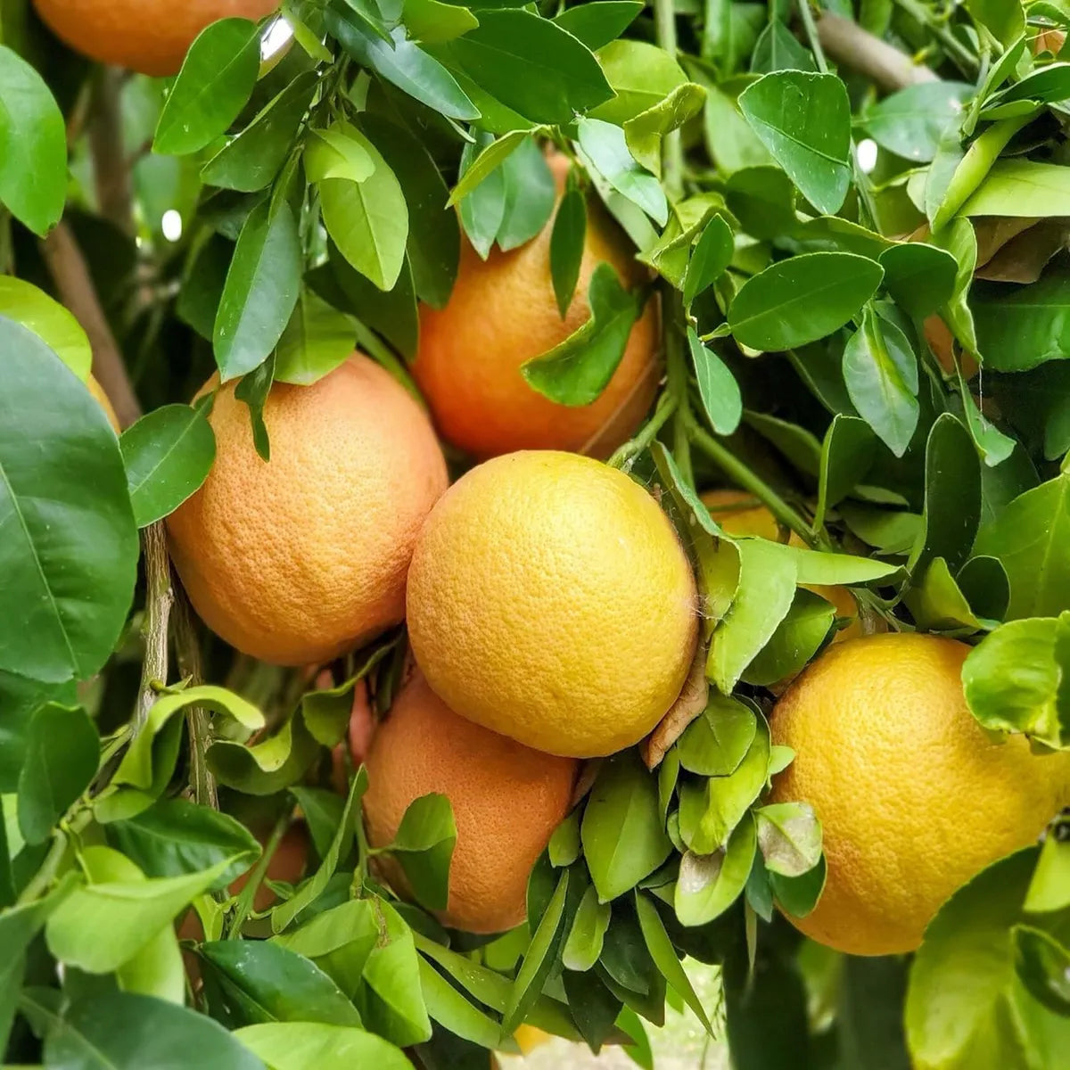 Grape Red Orange Variety Gmo Fruit Seeds